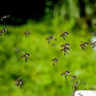 Dozens of small bees flying toward the entrance to their hive.